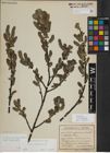Foto von Salix myrsinifolia Salisb.